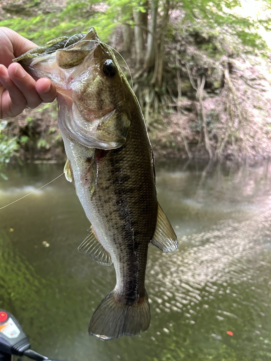 otasobass's tweet photo. 有給を取って爆風の三島湖へ。風を避けながら、46cmを頭に40～30を5匹🐟ハリースライドとHPバグで。バス釣り最高👍 https://t.co/uzCDlxNc7e