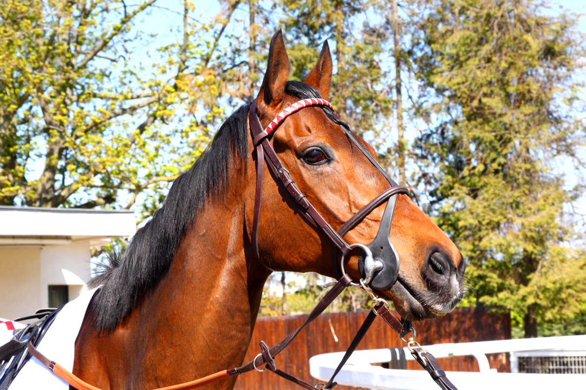 Equidia tweet media