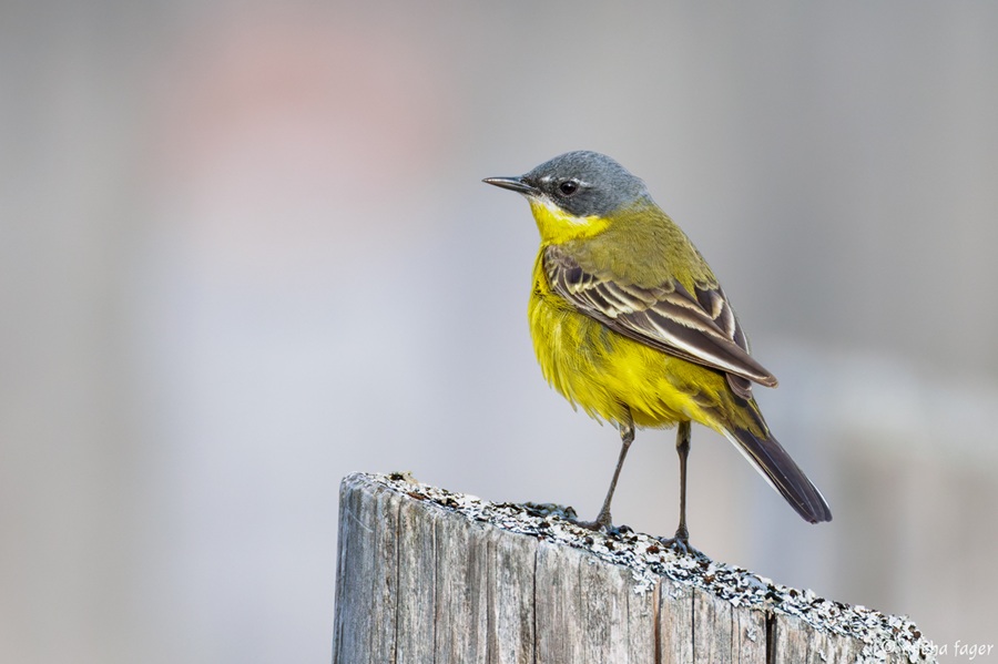 BirdlifeSuomi's tweet photo. Lintujen kevätmuutossa tapahtui odotettu käänne, kun pohjoisvirtaus hellitti ja Suomeen virtasi kesäisen lämmintä säätä. Koko maahan saapui runsaasti uusia muuttolintuja, joukossa myös useita harvinaisuuksia.

https://t.co/LQZpZFuIjP
#lintutilanne #kevätmuutto

📷 Micha Fager https://t.co/Hx9Nvc7C75