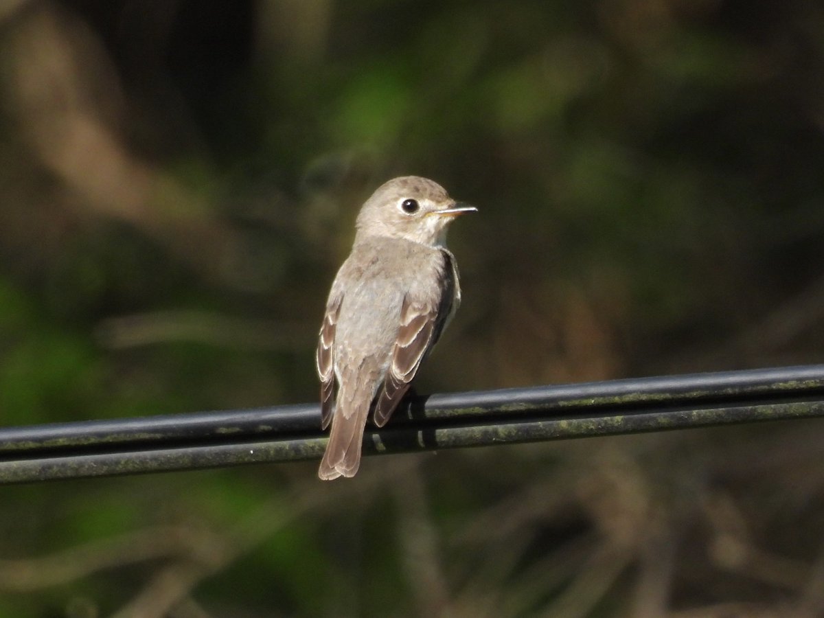 J9_Birds's tweet photo. 電線コサメ。振り向きポーズがかわいい🫶 https://t.co/I6C5V27RF6