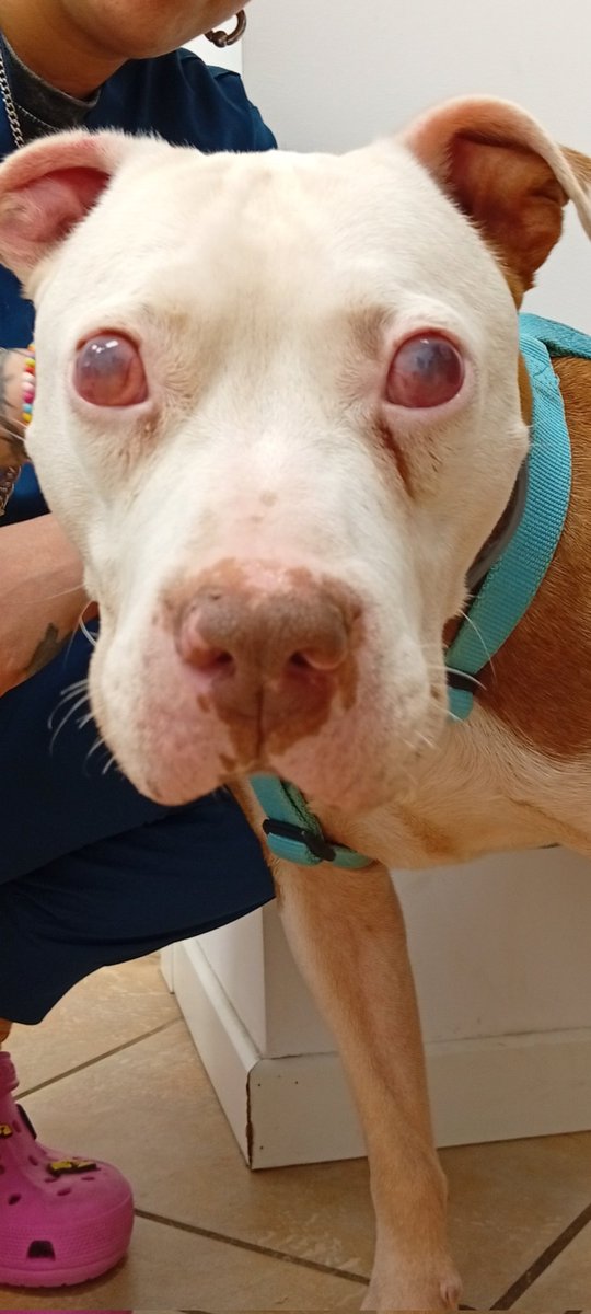 VidasSos's tweet photo. ‼️#GORDO: BUSCAMOS ACOGIDA #URGENTE en  #Cantabria o #madrid para seguimiento veterinario 💉🌡️💊
CADA HORA CUENTA. 
Tiene 4 años y toda la vida por delante si alguien le ofrece su hogar.   

#España https://t.co/GrRmYj0ods