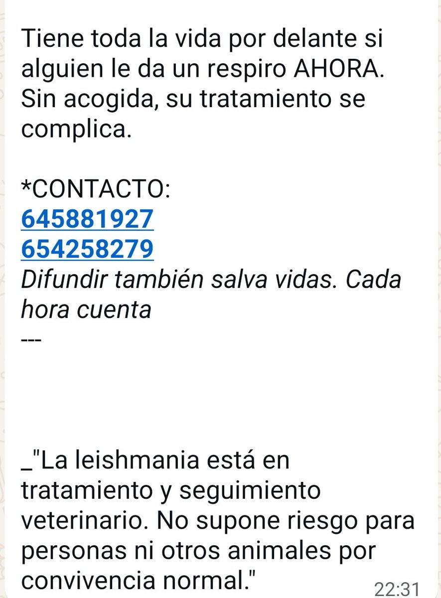 VidasSos's tweet photo. ‼️#GORDO: BUSCAMOS ACOGIDA #URGENTE en  #Cantabria o #madrid para seguimiento veterinario 💉🌡️💊
CADA HORA CUENTA. 
Tiene 4 años y toda la vida por delante si alguien le ofrece su hogar.   

#España https://t.co/GrRmYj0ods