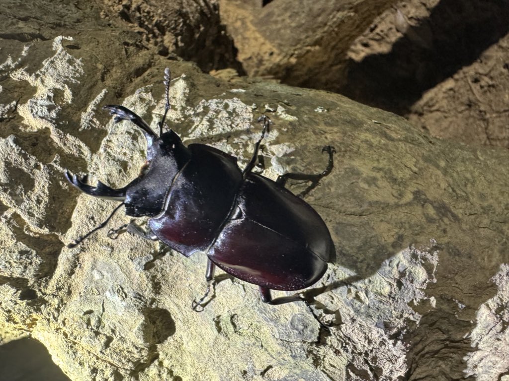 INSECT JOKER official インセクト ジョーカー tweet media