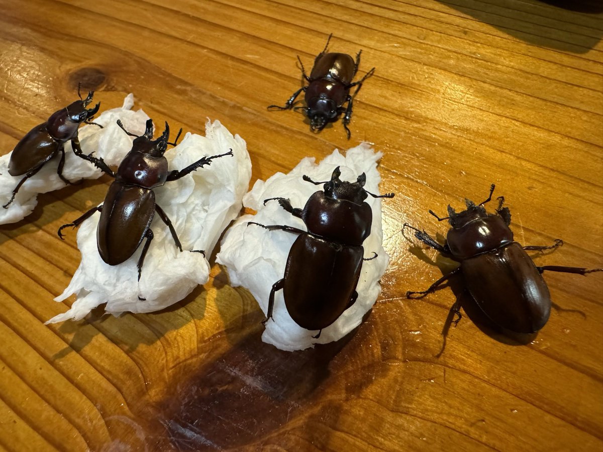 INSECT JOKER official インセクト ジョーカー tweet media