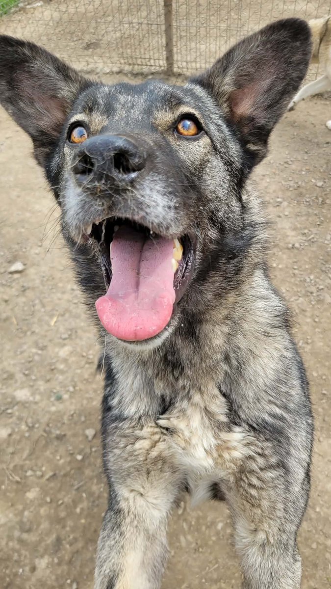 Pawprints2F's tweet photo. Romania

Ranger has so much energy, so much joy, and so much love to give ❤️
He is a happy, goofy, loving boy with the most beautiful personality 🥰
He would absolutely love an active family!
Ranger can live with dogs and we can child test.

Apply: https://t.co/uLrEQRSwZb https://t.co/oXFqHqYvAF