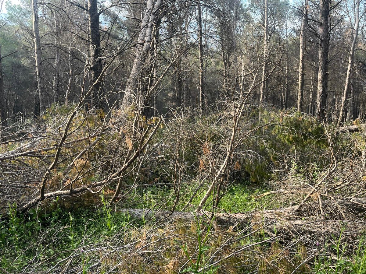 MUNICIPAL. JM+ reclama a la Junta que limpie los parques periurbanos de la capital. La acumulación de restos vegetales tras el tren de borrascas eleva el riesgo de incendios en los parques periurbanos de Jaén, según JM+.
extrajaen.com/jaen/jm-reclam…