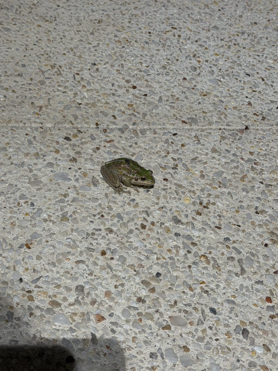 I made a friend