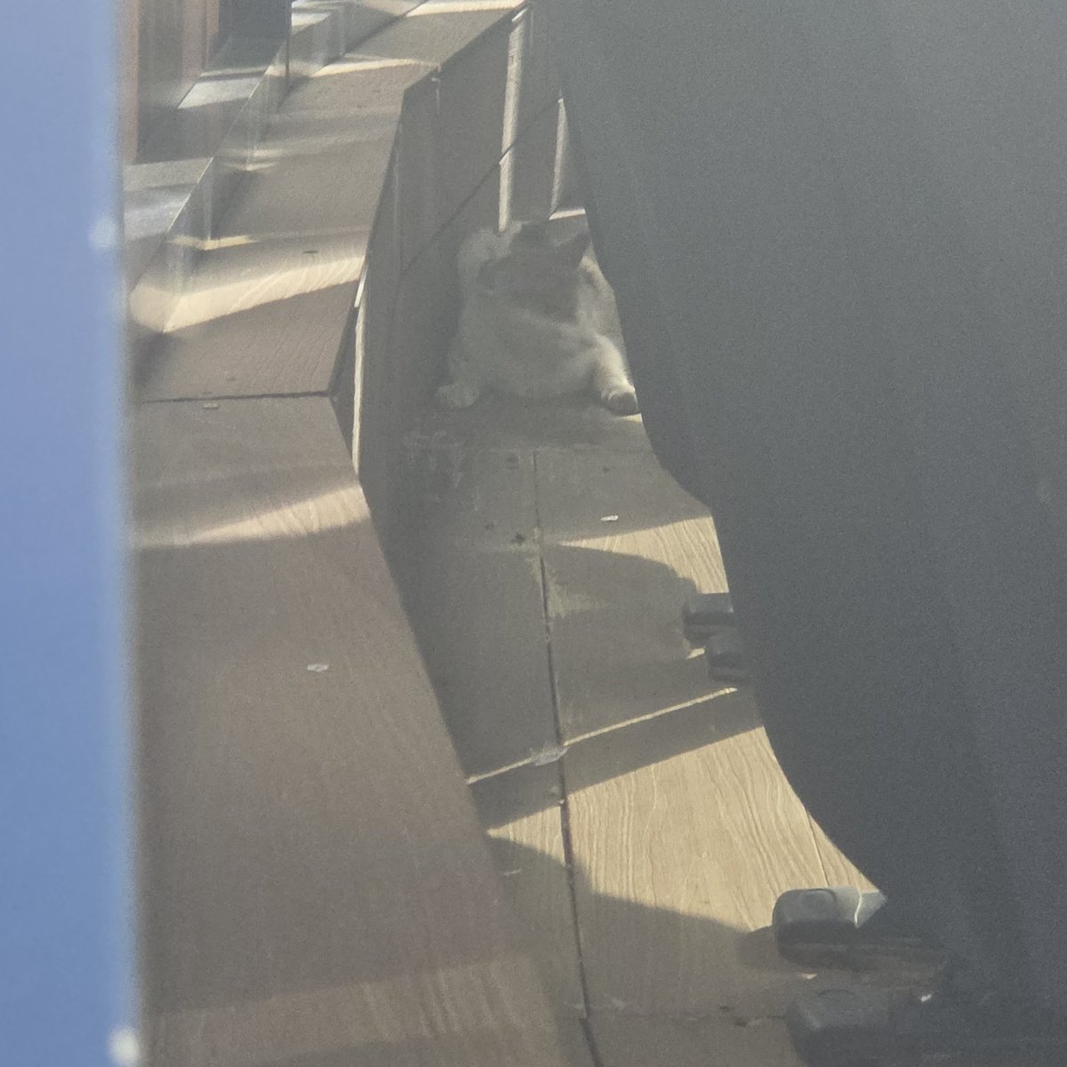 엔팍 관중석에 고양이 등장