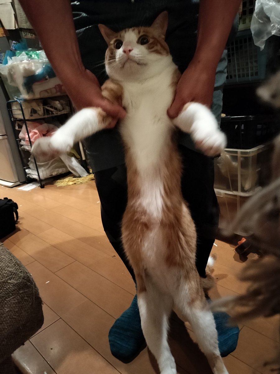 ねこねこネットワークページ sddefault.jpg