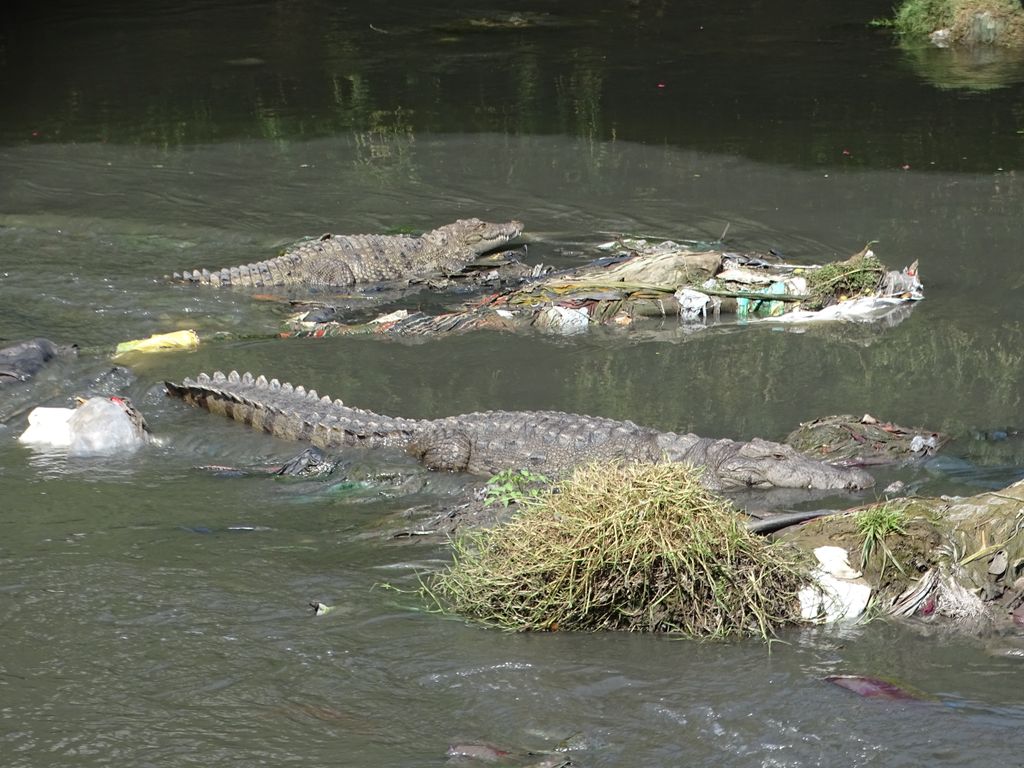 Crocodilian Specialist Group tweet media