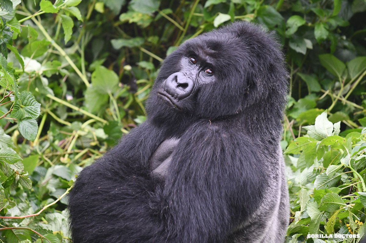 Virunga National Park tweet media