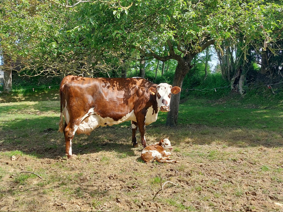 DeLefe14's tweet photo. @AgriSkippy Le veto est venu quand même. On était à 30 m de la laiterie, il faisait beau, c'était beau sous les pommiers/noyers. Une vache qui vaut une noire 🤩 https://t.co/kswKtJG1Uo