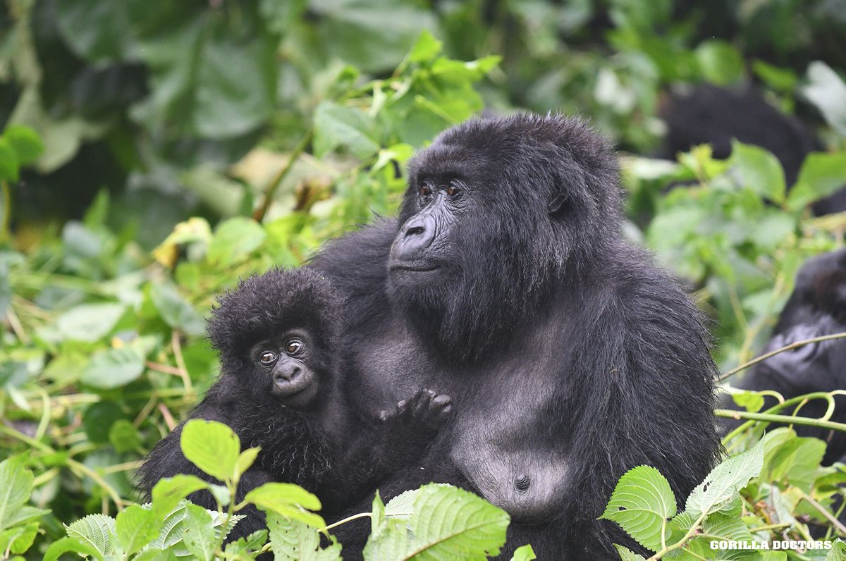 Virunga National Park tweet media