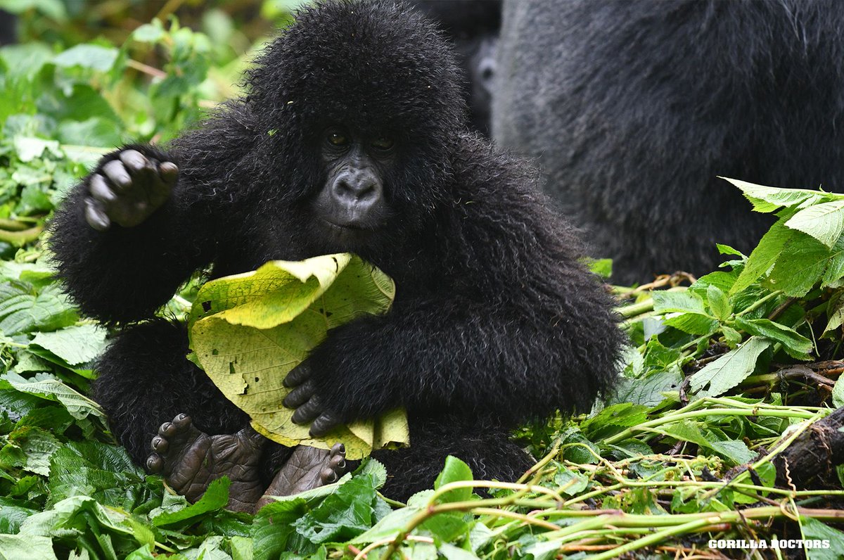 Virunga National Park tweet media