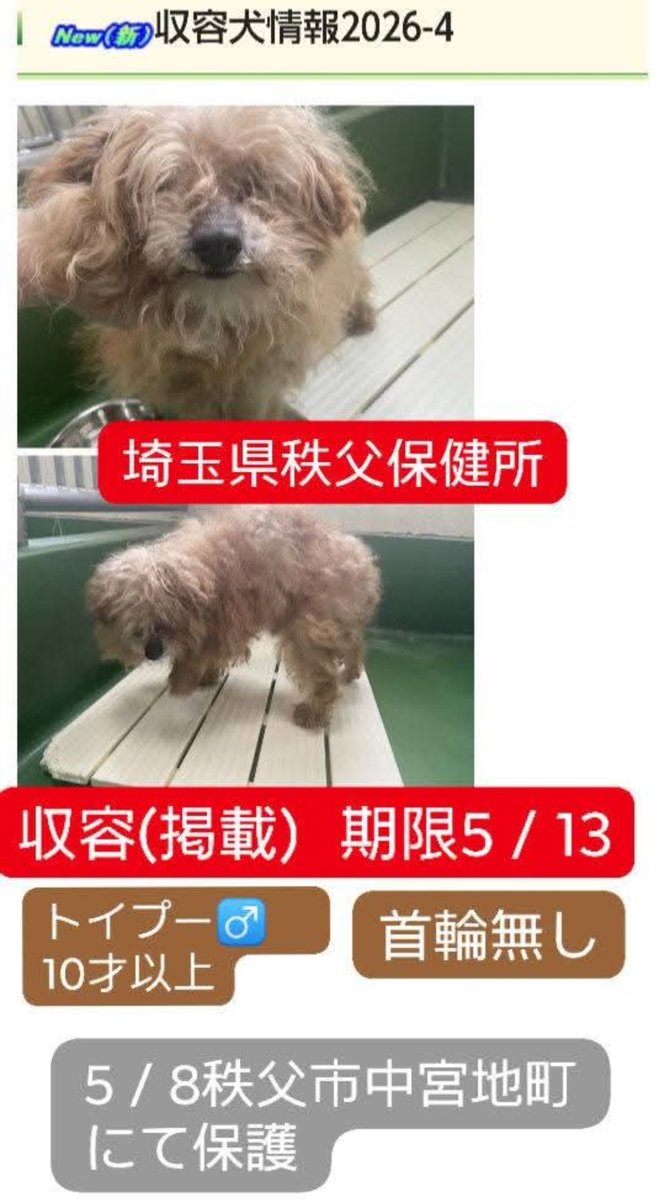 ＃飼い主を探しています
＃埼玉県保健所収容犬
＃トイプードル
＃迷い犬
＃迷子犬
＃行方不明犬
＃秩父市中宮地町
＃埼玉県秩父保健所収容犬
TEL0494•22•3824