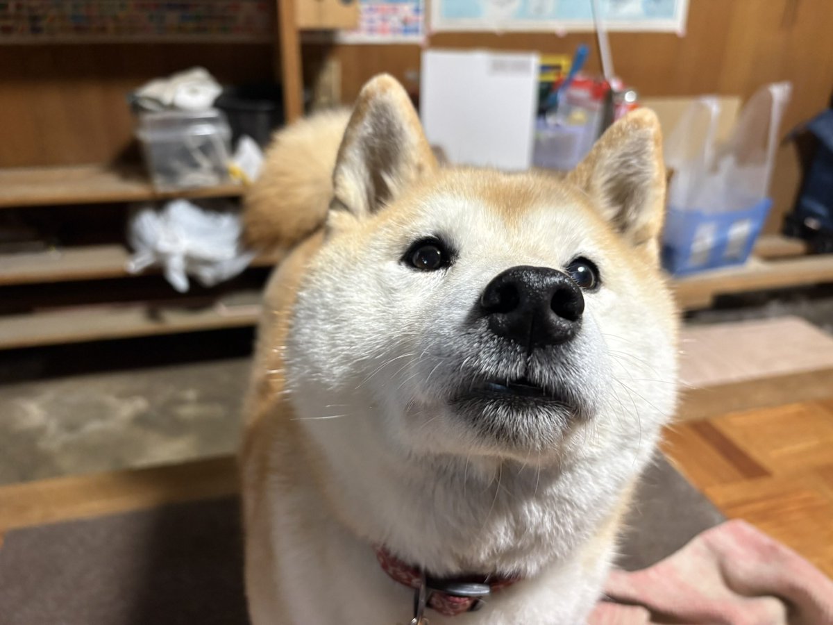 uuu_udon's tweet photo. 犬コレクション https://t.co/T7T8s479JG