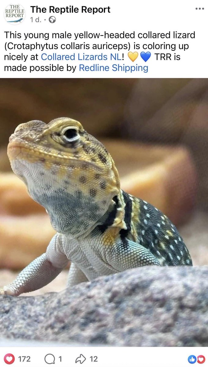 Crotaphytus_BVR's tweet photo. Always nice when The Reptile Report share our collaredlizards online on there page 💛💚#CollaredLizardsNL
#crotaphytus #easterncollaredlizard https://t.co/RYaaQioSwC