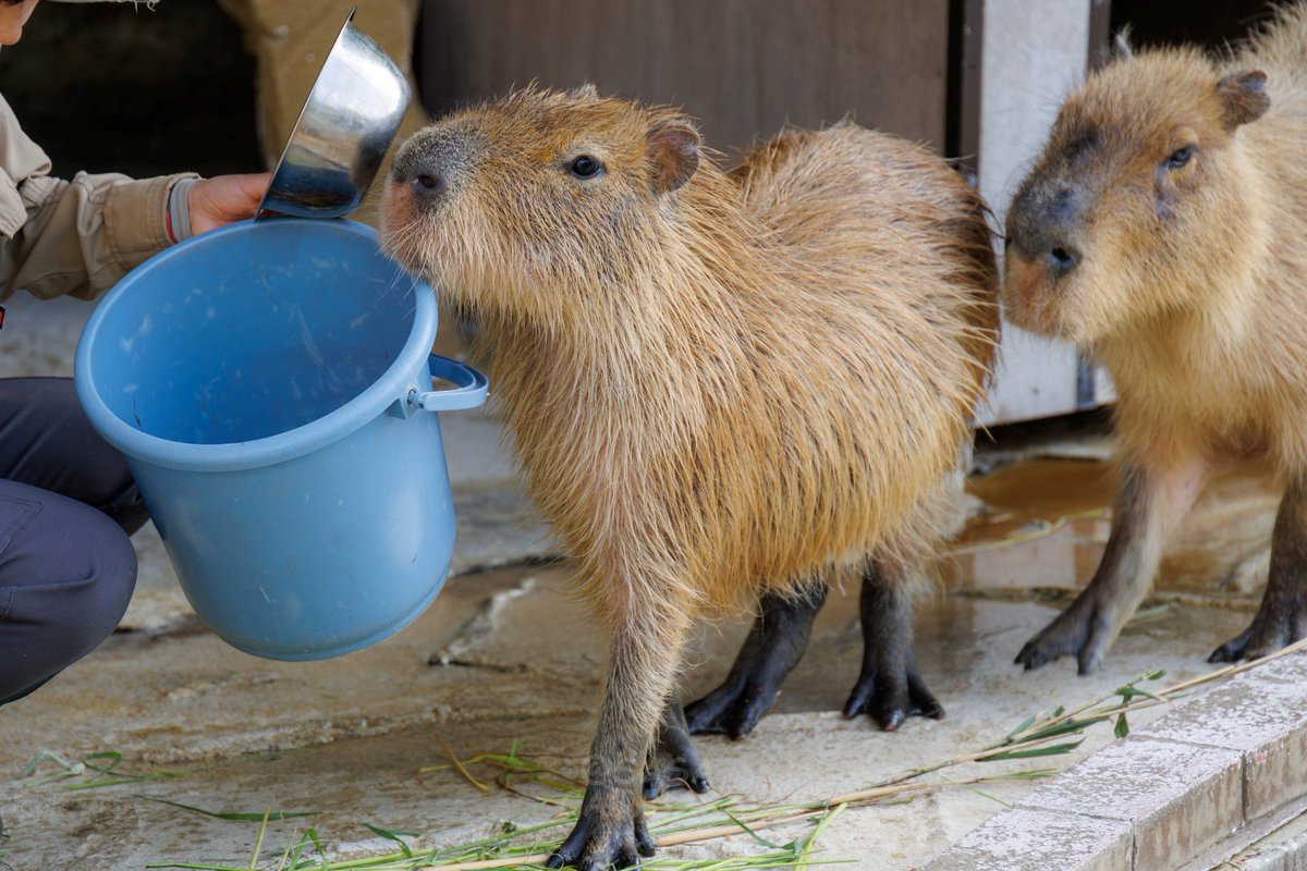 ごはん！ごはんだ！！

#カピバラ
#capybara
#徳山動物園