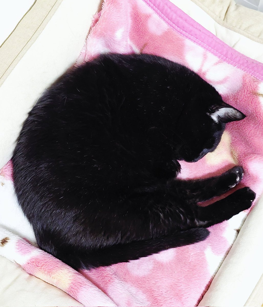 ai_cyon's tweet photo. すやすや〜💤 https://t.co/BKBTQA3btf