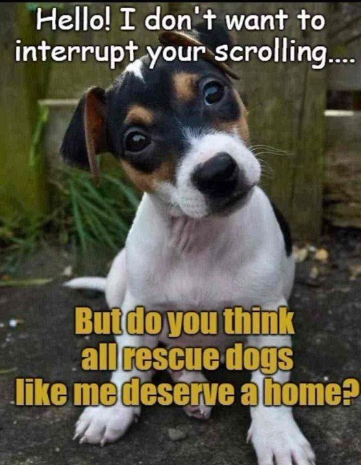 Beyond The Leash tweet media