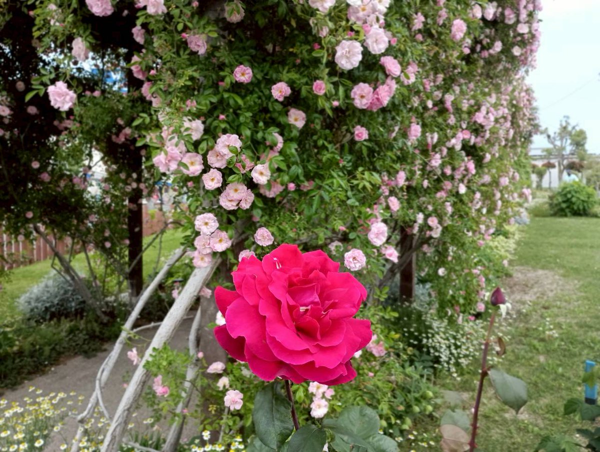 h_b_machidukuri's tweet photo. 【松本町一丁目緑地　開花情報🌸】
松本町一丁目緑地の草花が見頃を迎えております！特にツルバラが満開です🌹
他の種類のバラも続々と咲いておりますので皆様是非ご覧ください✨
＃東松山市
＃東松山文化まちづくり公社
＃松本町一丁目緑地 
#バラ https://t.co/74QlOIY4ua