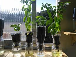 curiosidadafoco's tweet photo. A água consegue subir em plantas contra a gravidade graças à capilaridade.
 #Fluidos #Ciência #Curiosidades https://t.co/TvEFf7Ndvj