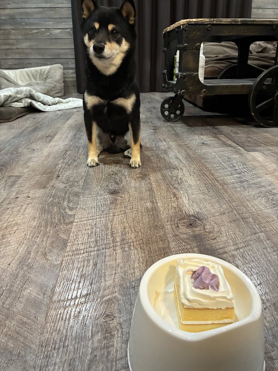 豆柴タロ tweet media
