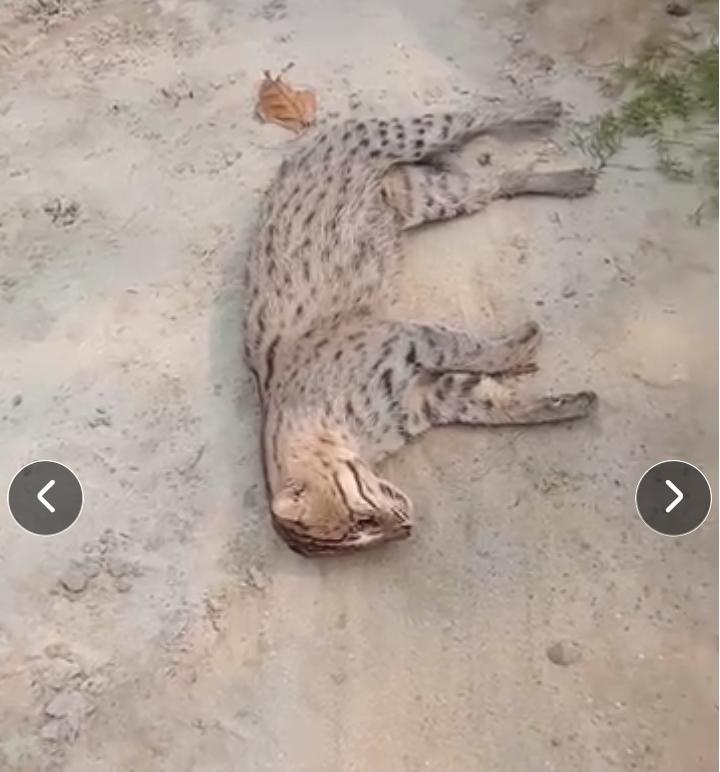 .....and as I write, another killed in Konnnagar.

 Bengal is pretty hopeless. 

Thank God I left <a href="/sanc_off/">চ্যাটার্জি</a> &amp; as I understand you are leaving too. 

x.com/i/status/20526…