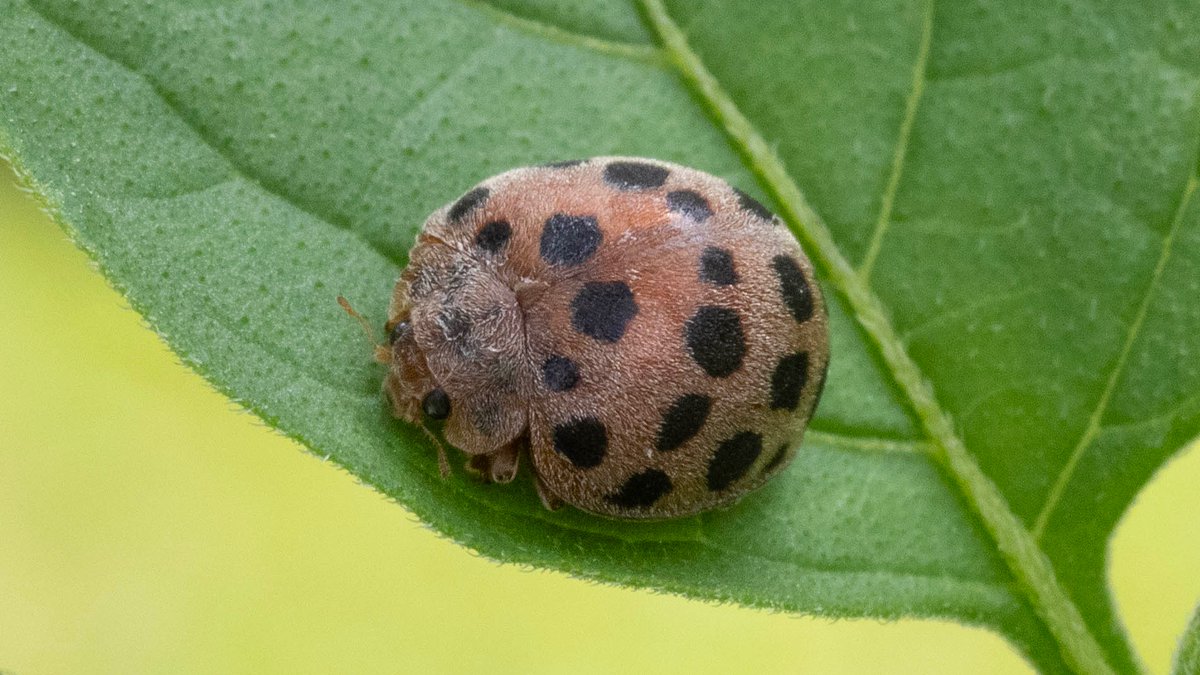 関係ないけど、子供時代に昆虫図鑑ばかり読んでいた者からすると