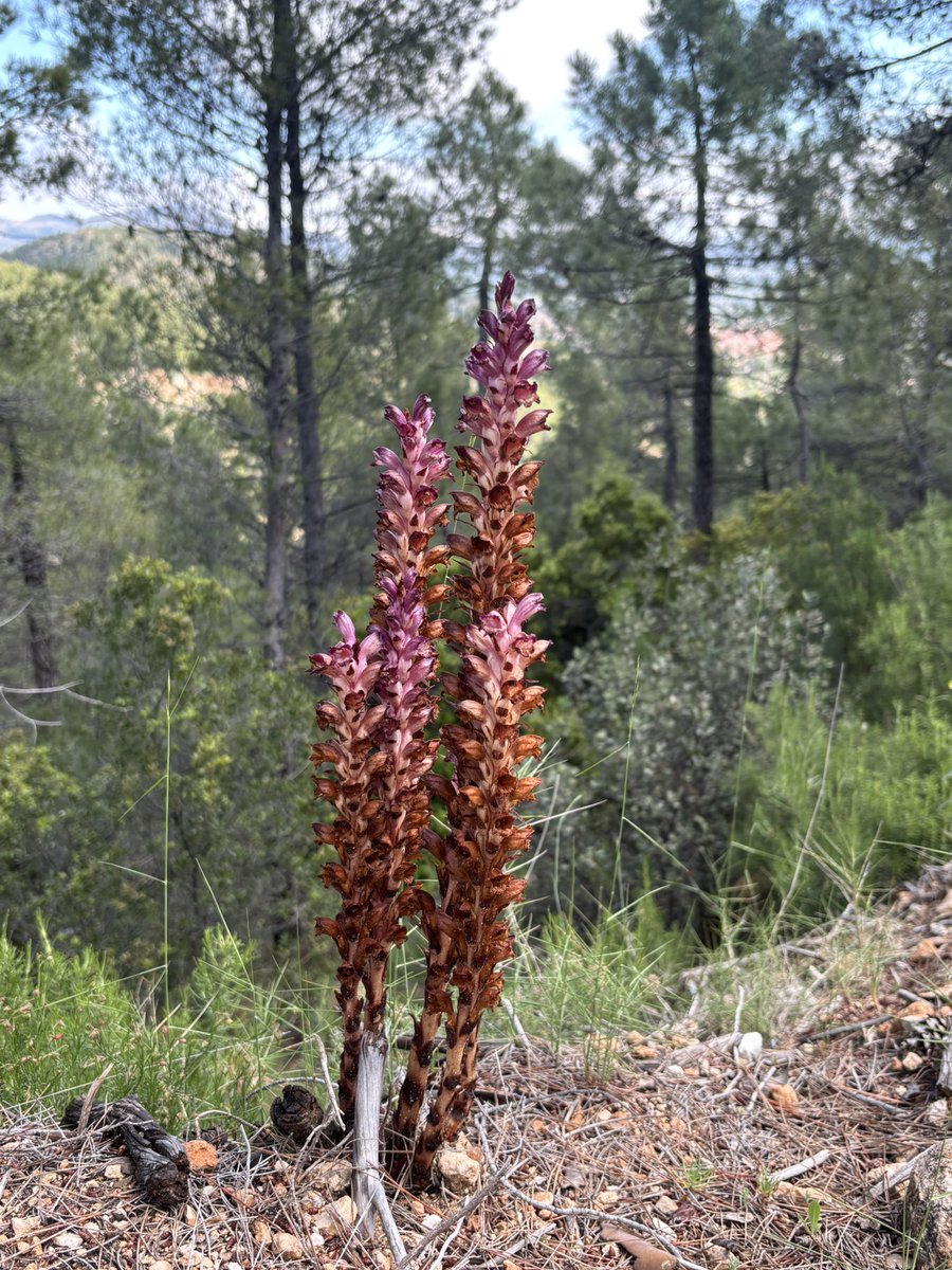 JesusAmo95's tweet photo. Orobanche latisquama. Planta parásita del romero. https://t.co/3xpS2oZK3H
