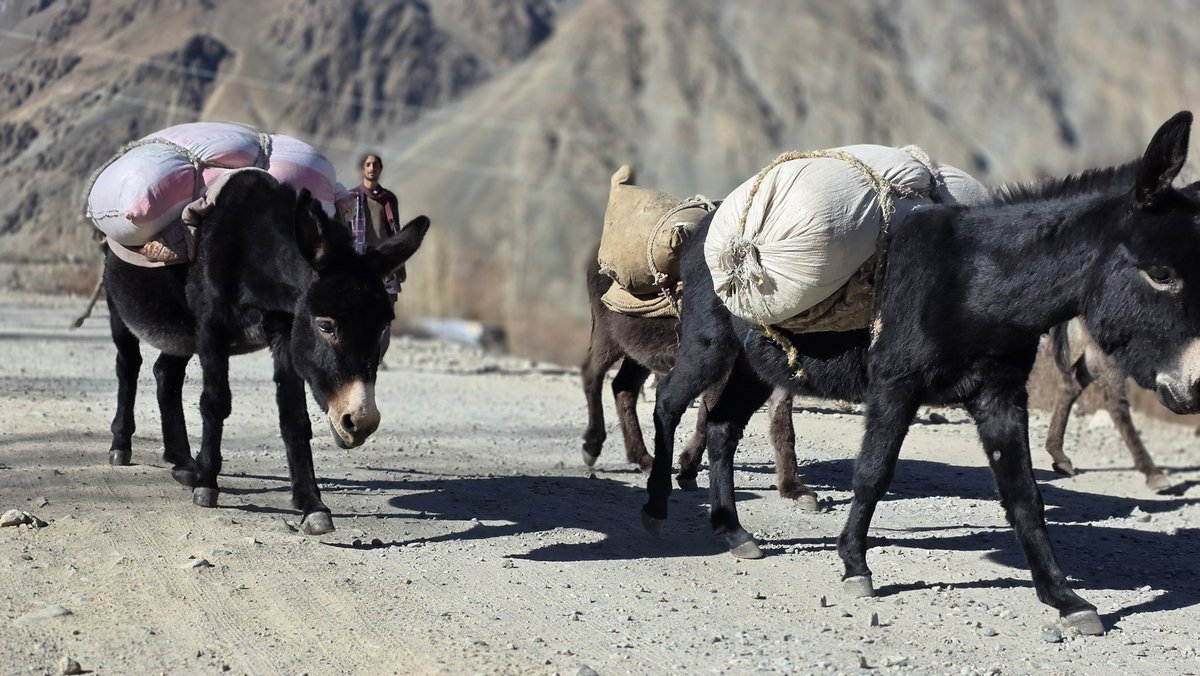 RADominguez76's tweet photo. As a proud Brooke USA Ambassador, I’m honored to celebrate World Donkey Day and the incredible donkeys who make life possible for so many people around the world.
#WorldDonkeyDay #BrookeUSA #EndTheDonkeyHideTrade #StopEjiao #Donkeys #WorkingEquines #BrookeUSAAmbassador https://t.co/GCDUej6Igq