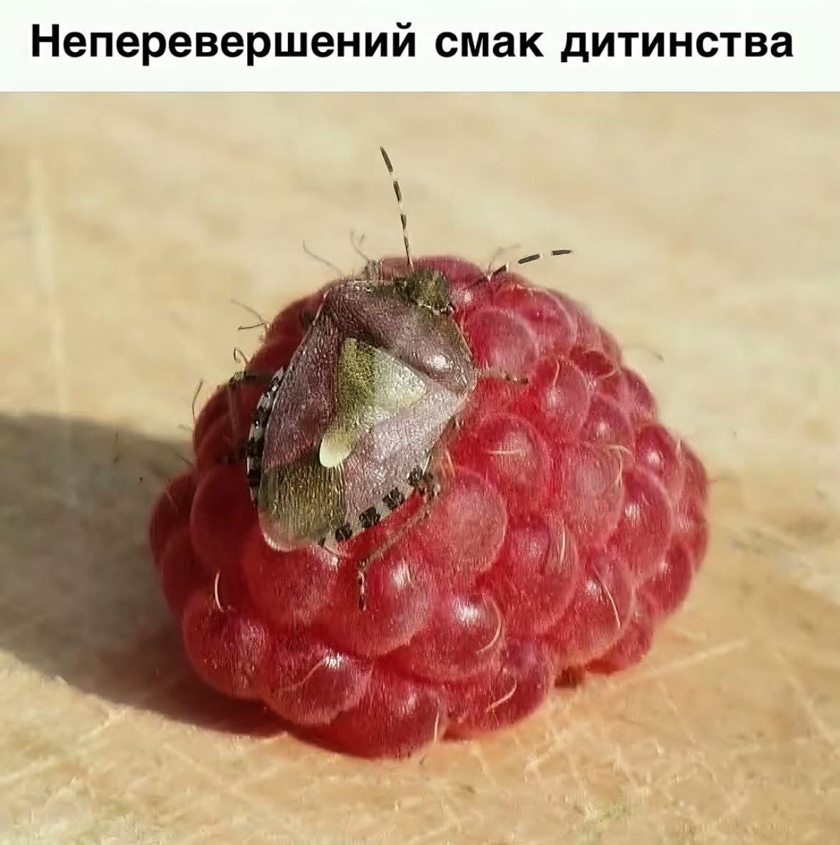 Більшість людей, які стверджують, що кінза пахне клопами в житті їх не бачили і не нюхали.
В мене є версія, що таке упереджене ставлення до кінзи повʼязане з іншою дитячою травмою, а не геном, тому і виникає відраза, як із устрицями та шмарклями.