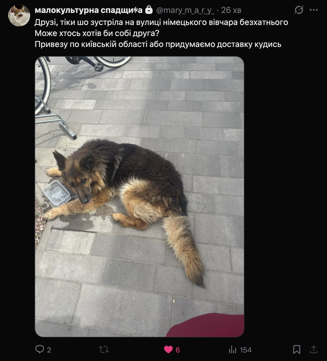 Хто може взяти песа собі? Вівчур потребується у вашій підтримці та новій домівці.