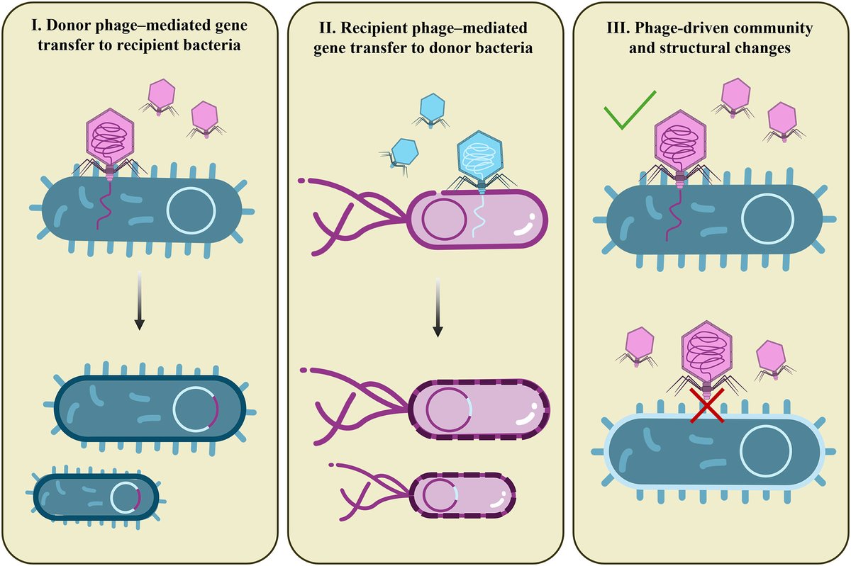 GutMicrobiota Health tweet media