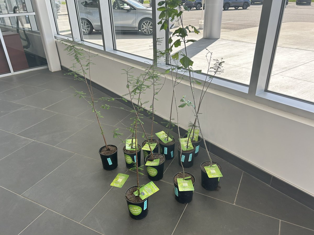 WilliamsSubaru's tweet photo. !! ALL TREES HAVE BEEN CLAIMED !! 

We are down to our final 10 trees that have not been claimed. With that being said, if you'd like to snag one of them, please feel free to do so! See one of our employees so they can point you in the right direction! 🤩🌳 https://t.co/e3oOhLWbwq