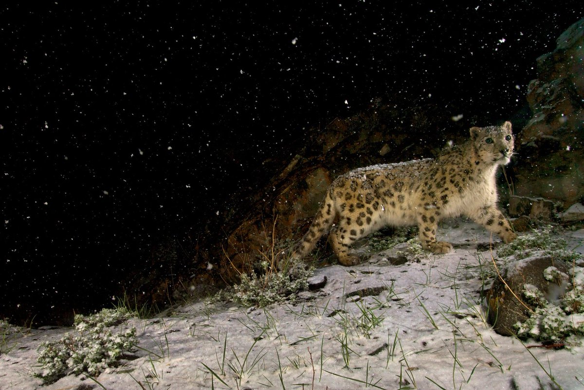 trailcam tweet media