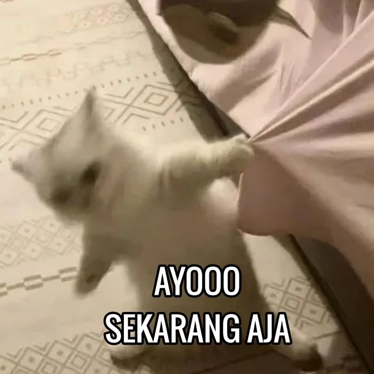SEND MFS BACA LINK YA GES!! tweet media