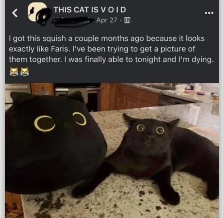 Tweets Of Cats tweet media
