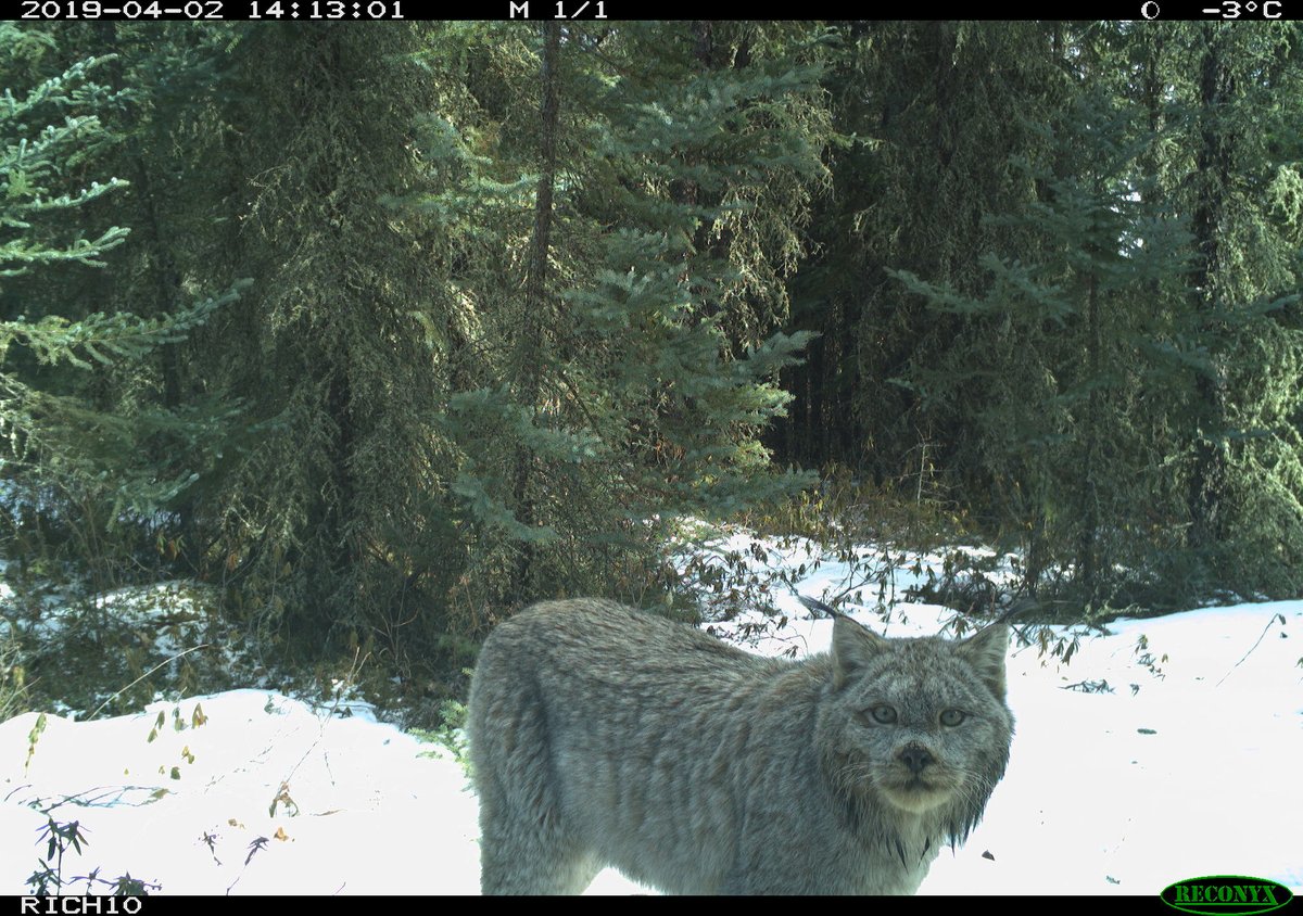 trailcam tweet media