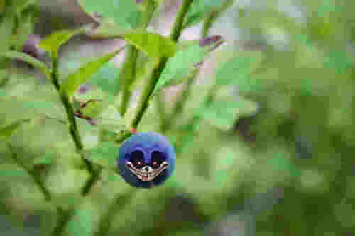 matchinsidecupc's tweet photo. @KatKit637729776 heh, i don't have a toon design so i have to settle for this image of 2011x as a blueberry. https://t.co/uvDLU4PnHN