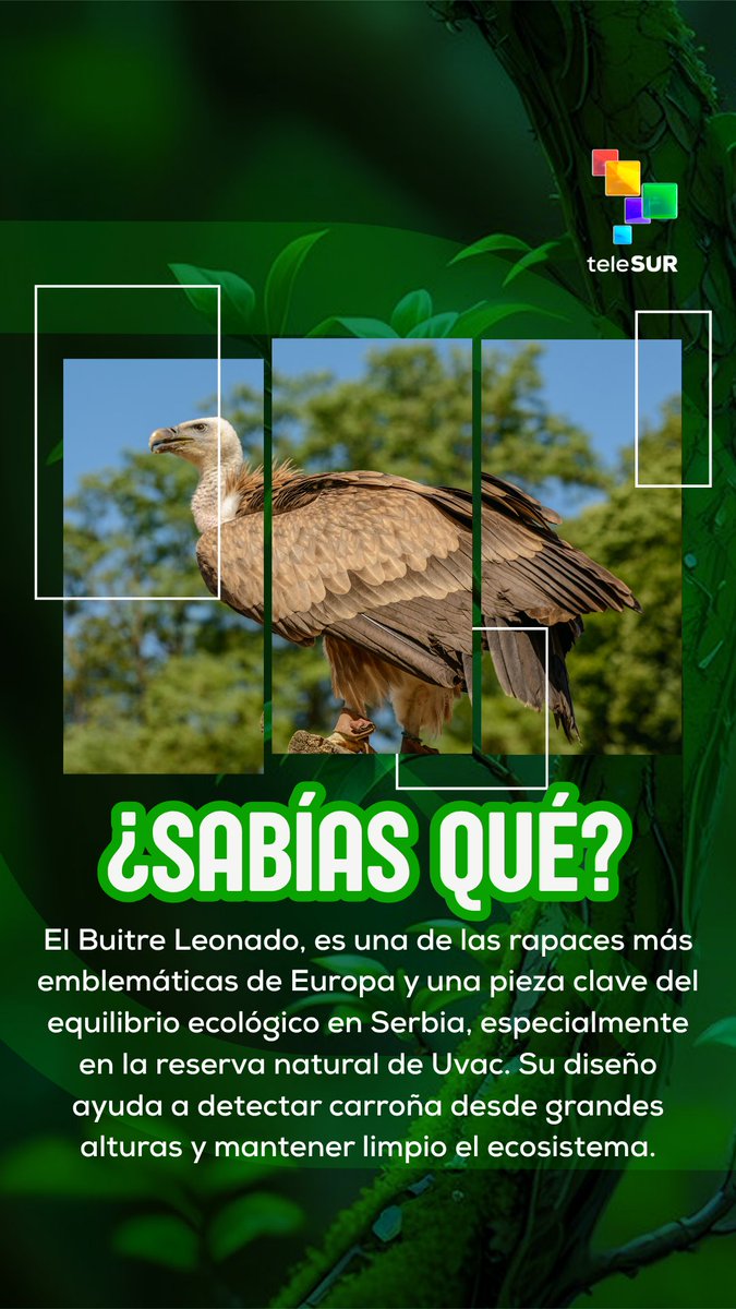 Destino Verde tweet media