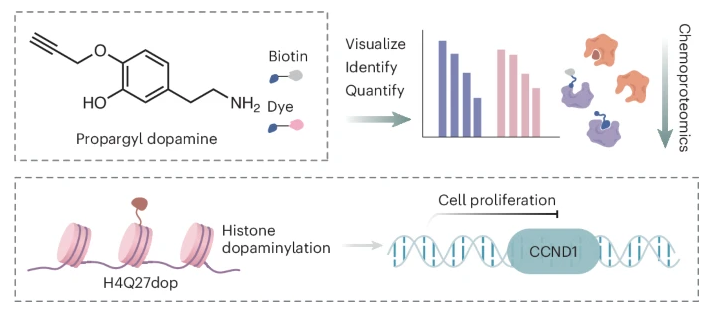nchembio's tweet photo. A bioorthogonal, clickable dopamine probe enables chemoproteomic mapping of dopaminylated proteins, revealing a role for histone H4 dopaminylation in cell growth

https://t.co/RC4W6noLFf https://t.co/PeXZfOlj5D