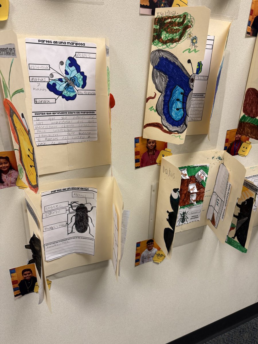 MsCastellon's tweet photo. @Aliefsneed Students have been having a great week of research with our insect life cycles, plant life cycles and animals structures and functions. #sciencerocks https://t.co/TXB4hkgGaS