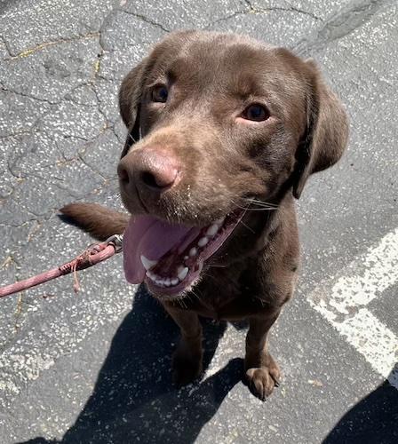 Labs4rescue tweet media