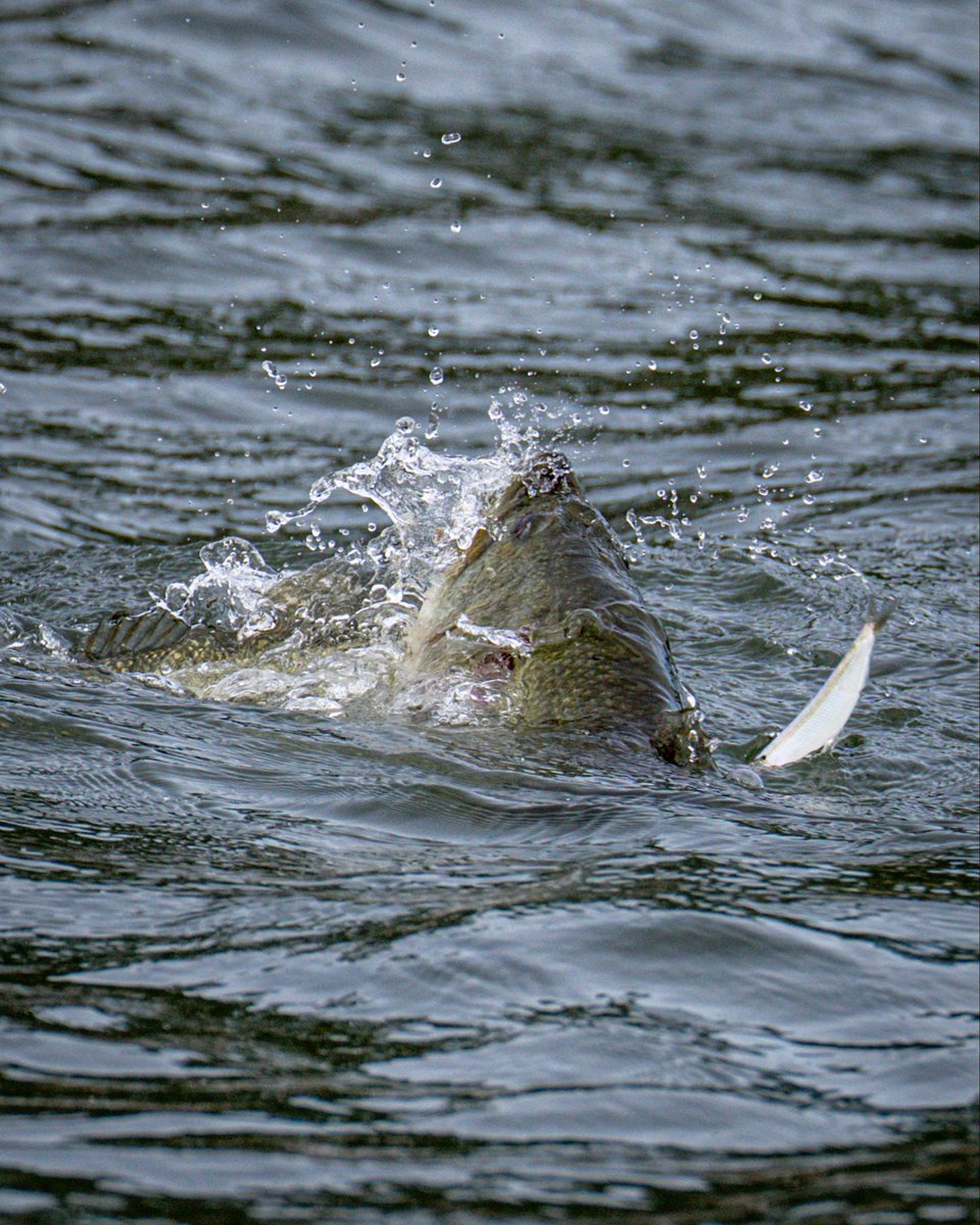 bassmaster's tweet photo. you’re gonna need a bigger boat 🦈 https://t.co/C0AwP5DQgh