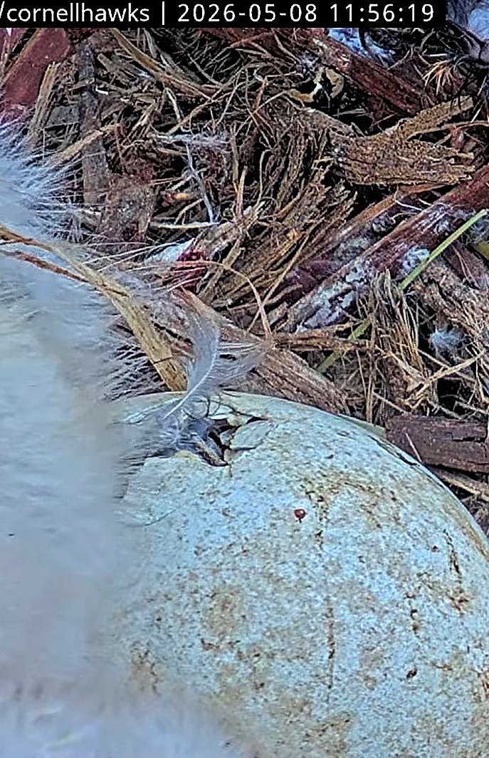CornellHawks tweet media