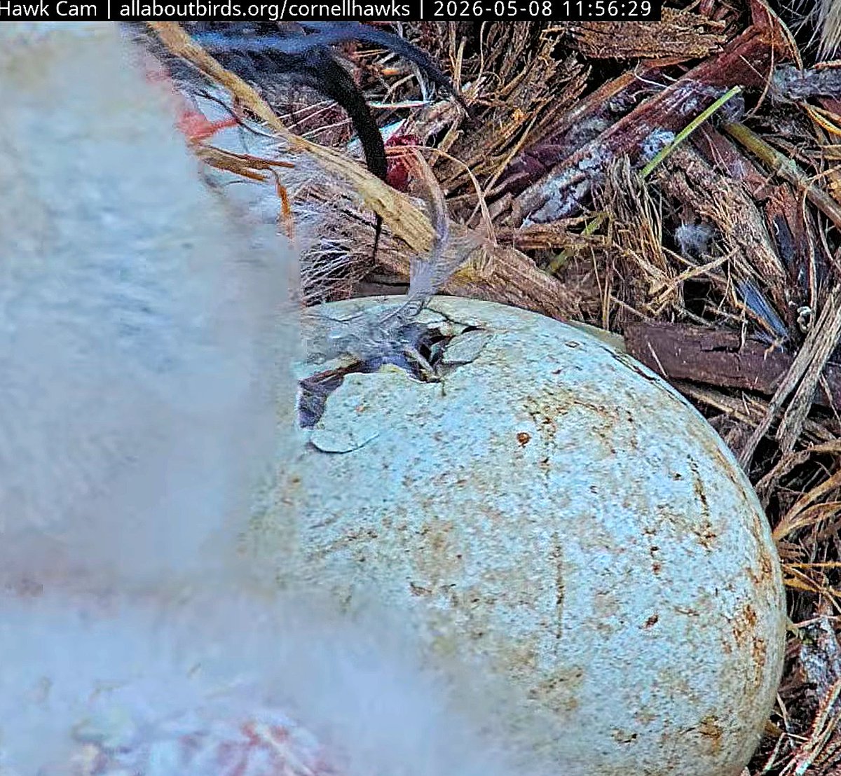 CornellHawks tweet media