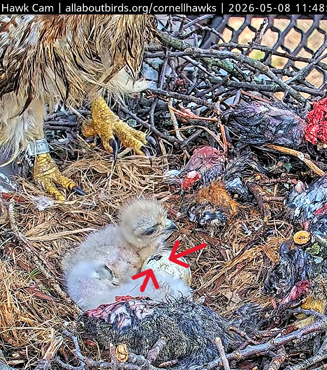 CornellHawks tweet media