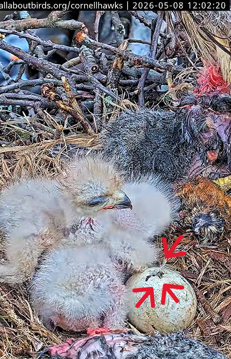 CornellHawks tweet media