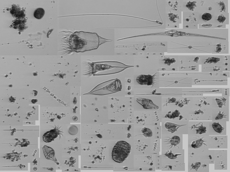 oceanobserv's tweet photo. The Central Surface Mooring is now deployed in the Mid-Atlantic Bight! 🌊 Onboard, the Imaging FloCytoBot is capturing microscopic ocean life—revealing plankton dynamics, ecosystem health, and changing ocean conditions. 

Follow Pioneer 23: https://t.co/1TUKeQV6NI 

#NSFFunded https://t.co/TpMmngmg4z